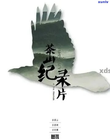 探索普洱茶：从产区到品鉴，2019年央视全录