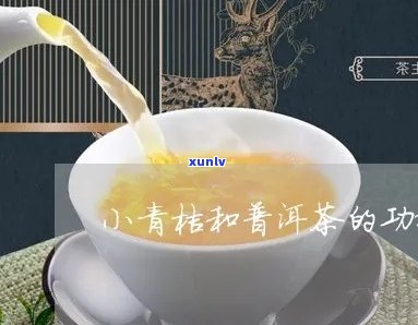 小青柚普洱茶的好处