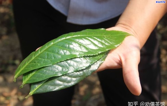 熟普洱茶大叶与小叶的区别：哪种更好？