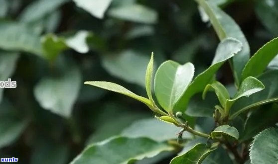 熟普洱茶大叶与小叶的区别：哪种更好？