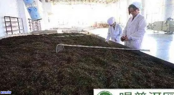 普洱茶发酵期的品质与适宜饮用时间，你了解多少？