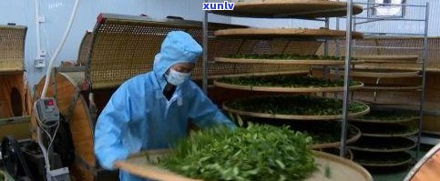 汕尾特色茶香：探索高品质茶叶文化