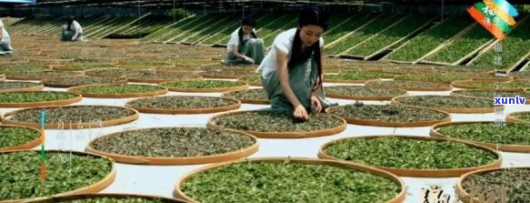 汕尾特色茶香：探索高品质茶叶文化