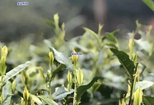 汕尾特色茶品种及品鉴：探索汕尾茶叶的风味与功效