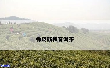 '普洱橡筋茶：产地、特点与辨识'