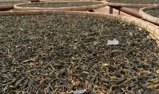 从原料到冲泡：全面解析番顺行普洱茶的 *** 工艺与品饮技巧