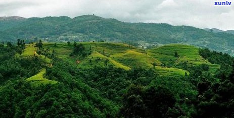 黄草坝普洱茶特点，云南茶叶魅力展现——价格详解