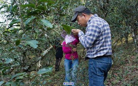 黄草坝普洱茶的品质