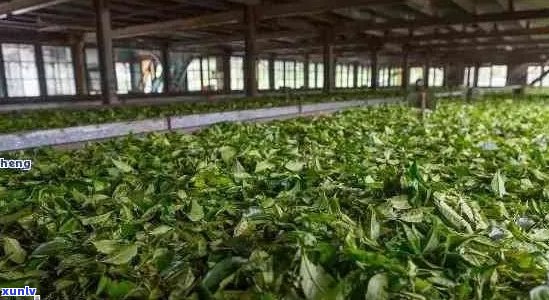 云南特产三宝茶厂：传承古法，打造经典茶品