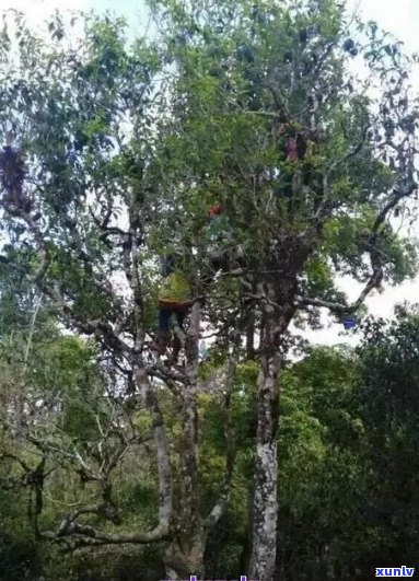 新 海古树普洱茶：名贵品种、独特风味及适中价格解析