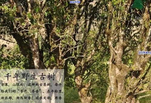 海古树茶：品茗传奇，探索千年古树茶的奥秘与品质