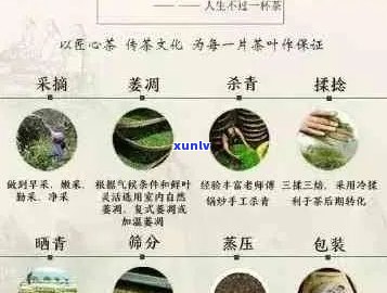 普洱茶七大系列：品味不同，哪款最合你口味？