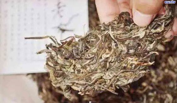 普洱茶霉菌检测：如何判断是否可饮用？