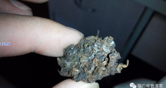 旁腺瘤能否饮用普洱茶？请专家解答