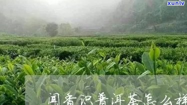 闻香识普洱茶怎么样