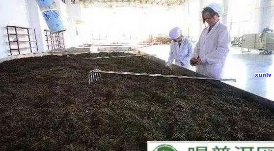 普洱茶的发酵过程：是好还是坏？如何判断普洱茶的品质？