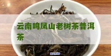 凤鸣山普洱茶价格查询