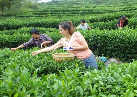 明前春茶的营养成分解析：品茗健，尽在其中