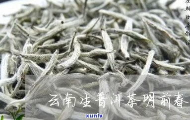 明前春普洱茶是什么