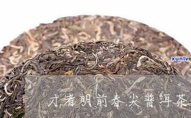 明前春普洱茶是什么