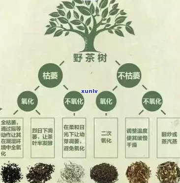 明前春茶的营养成分解析：品茗健，尽在其中