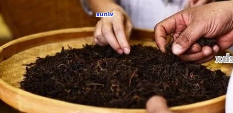 新探寻普洱茶饼内的小棍子：它是什么，为何存在？