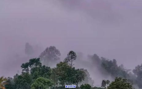 普洱茶发酵微生物的完整参与方式和途径