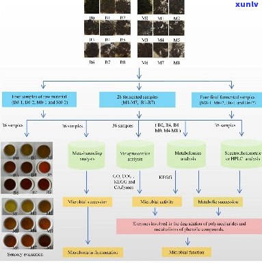 普洱茶发酵微生物的完整参与方式和途径