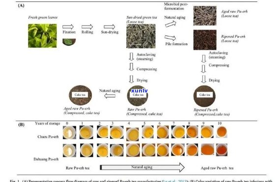 普洱茶发酵过程中多种微生物共同作用及其影响分析