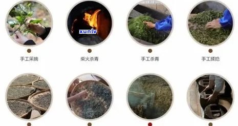 普洱茶发酵过程中多种微生物共同作用及其影响分析