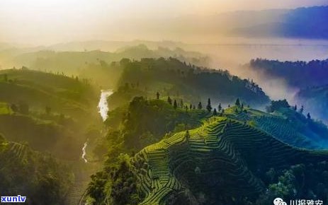 普洱六大茶山各产那种茶详解：六大名山排名及产区介绍