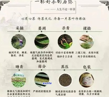 普洱茶的世界：揭秘你所不知道的坑与误区