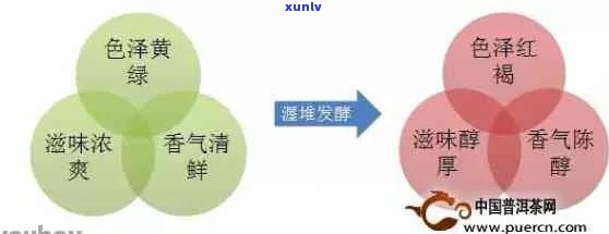 新普洱茶品种之间耐泡度的显著差异及其影响因素探讨