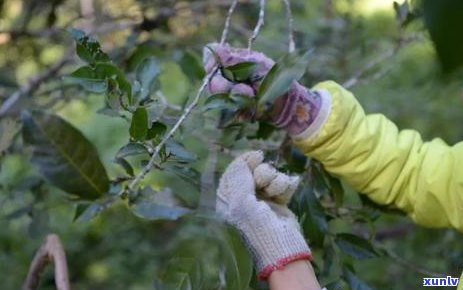 天价普洱茶揭秘：八万一斤的茶叶背后到底有何玄机？