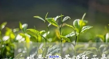 喝熟普洱茶拉肚子的原因是什么？