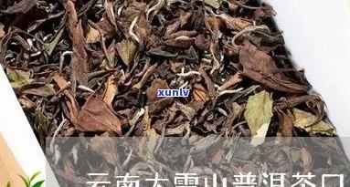 大雪山普洱茶的独特风味及其品质特征分析