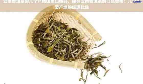 云南普洱明月茶的品质与口感如何？