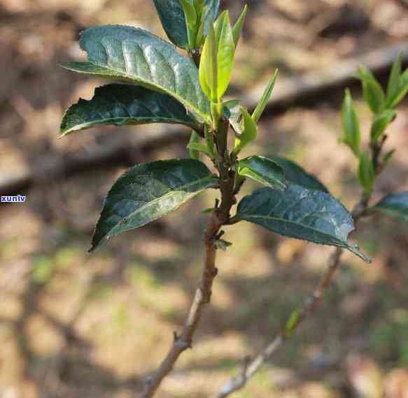 坝糯古树普洱茶特点：产地与口感解析