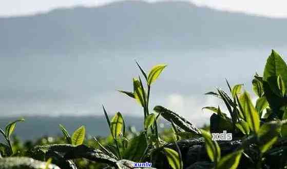 初心茶：普洱茶的故乡与独特魅力