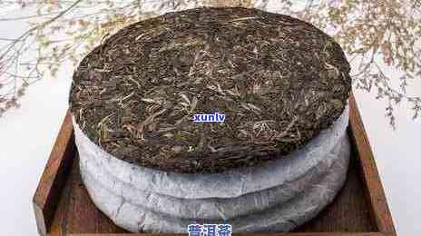 普洱新茶价格全面解析：一饼茶叶的市场行情及影响因素