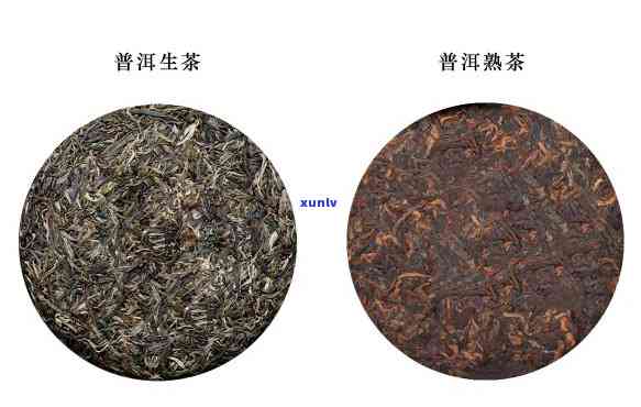 普洱茶和普利类