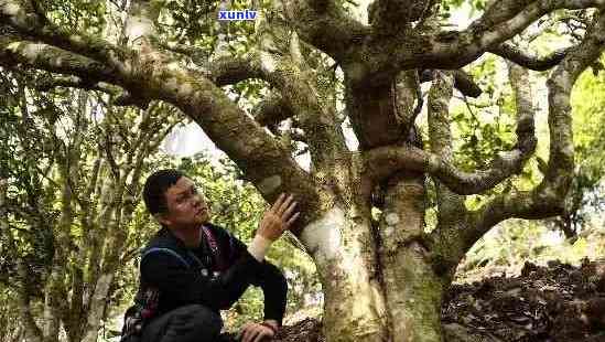 2007年珍藏曼峨高山普洱茶：老茶树、古法压制与浓陈香的完美结合