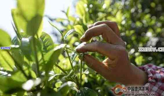 普洱春茶是什么意思：喝出春天的味道，探究普洱茶的春茶