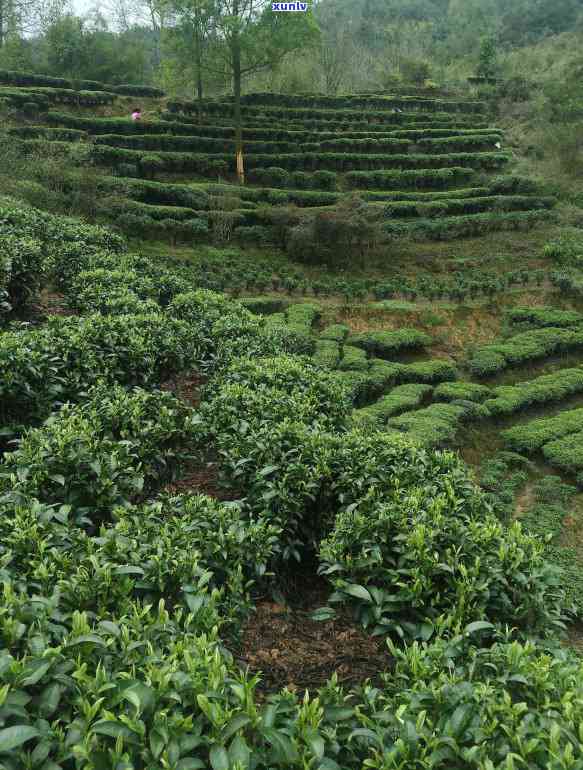 普洱春茶是什么意思：喝出春天的味道，探究普洱茶的春茶