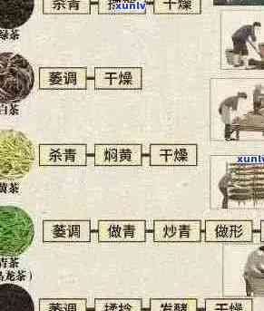 全球普洱茶原产地及生产流程全面解析：从种植到加工的全过程探究