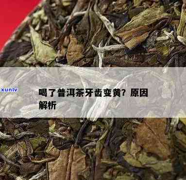 普洱茶对牙齿的影响：是否会导致牙齿变黄？我们需要知道的一切