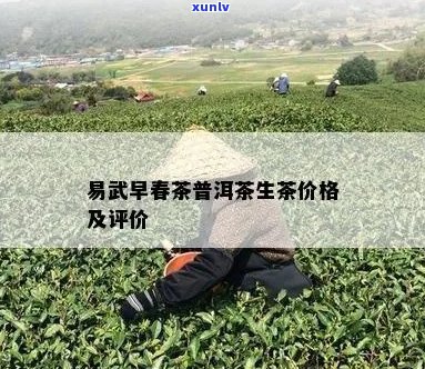 新 易武早春茶普洱生茶价格，口感特色，选购指南与收藏价值分析