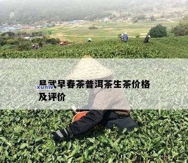 易武早春茶价格及选购指南：了解茶叶品质与市场行情的全面解析