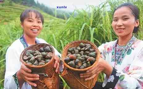 柳州优质茶叶推荐：品味柳州当地特色茶叶的绝佳之选