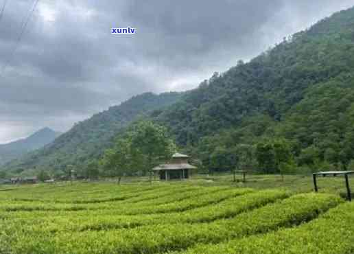 丹凤县特产：古树茶韵，山水间的味道